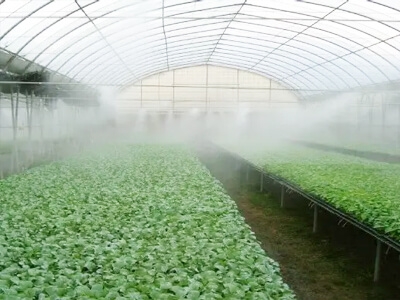 Greenhouse misting