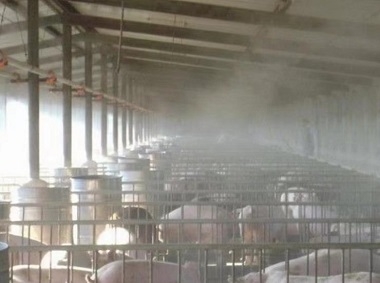 How to properly install and use mist spray cooling systems in pig farms