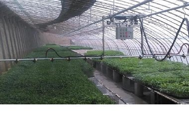 The role of greenhouse misting spray cooling system